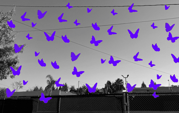 Butterflies everywhere